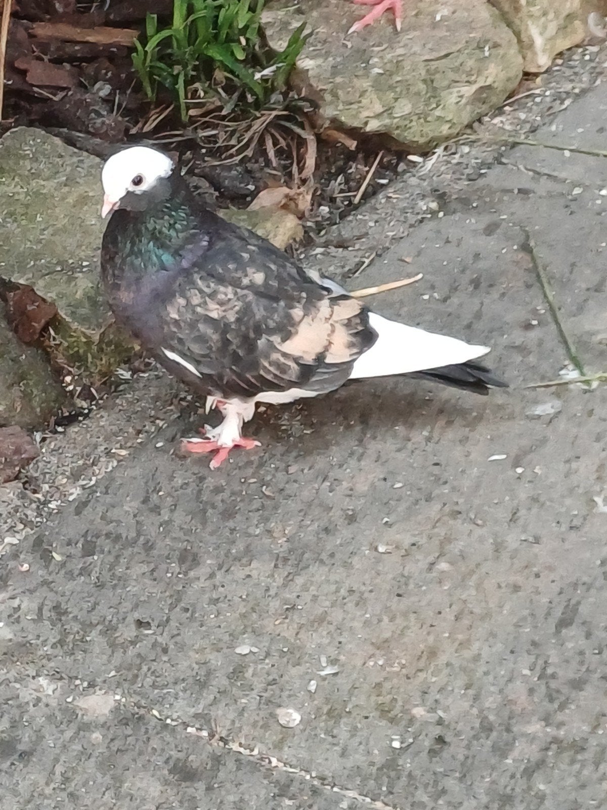 duif, Dieren en Toebehoren, Mannelijk, Overige soorten