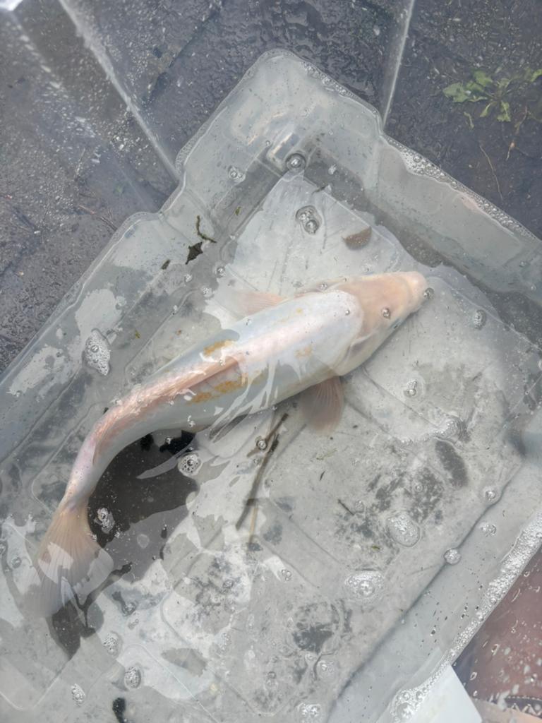 Mooie gezonde koi te koop, Karper of Koi