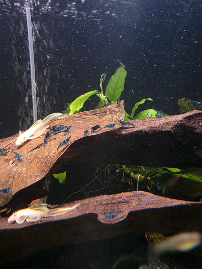 Blauwe garnalen, Dieren en Toebehoren, Vissen | Aquariumvissen, Kreeft, Krab of Garnaal