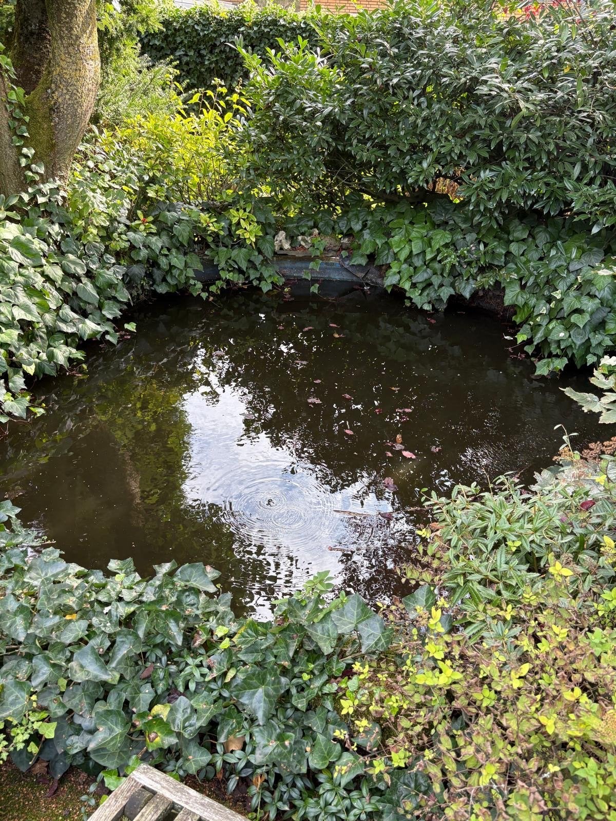 Gratus op te halen vissen voor in vijver