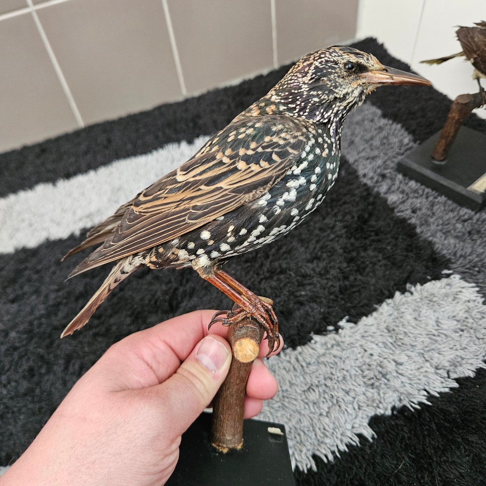 Opgezette spreeuw opgezet taxidermie taxidermy geprepareerd, Ophalen of Verzenden, Gebruikt, Vogel, Opgezet dier