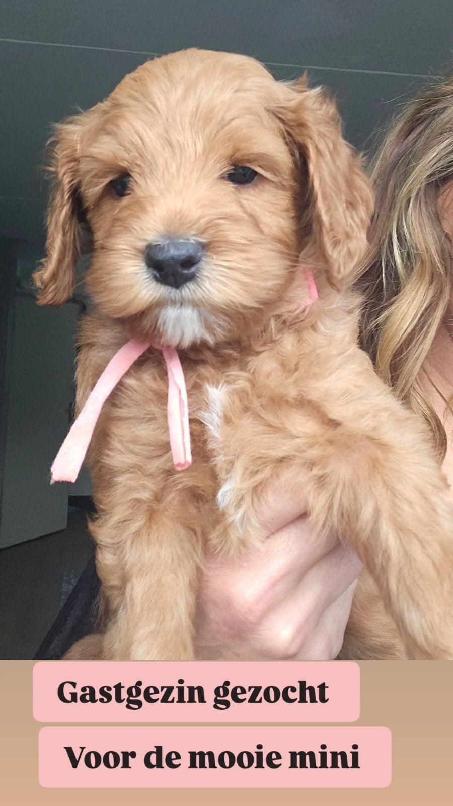 gastgezin gezocht Australian labradoodle mini teefjes, CDV (hondenziekte), Overige rassen, 8 tot 15 weken, Teef