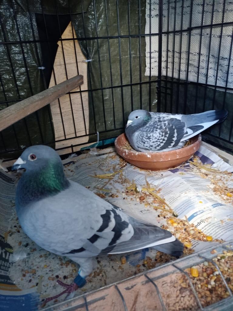 Koppel postduiven, Dieren en Toebehoren, Meerdere dieren, Postduif