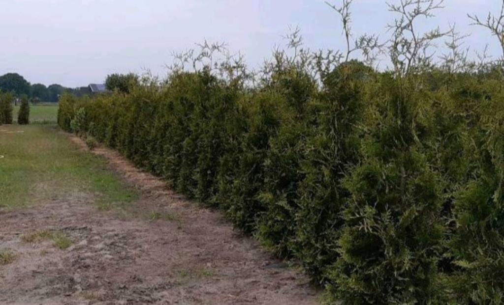 Coniferen thuja Brabant, voor Haag etc., Ophalen of Verzenden, Conifeer, Haag, 100 tot 250 cm