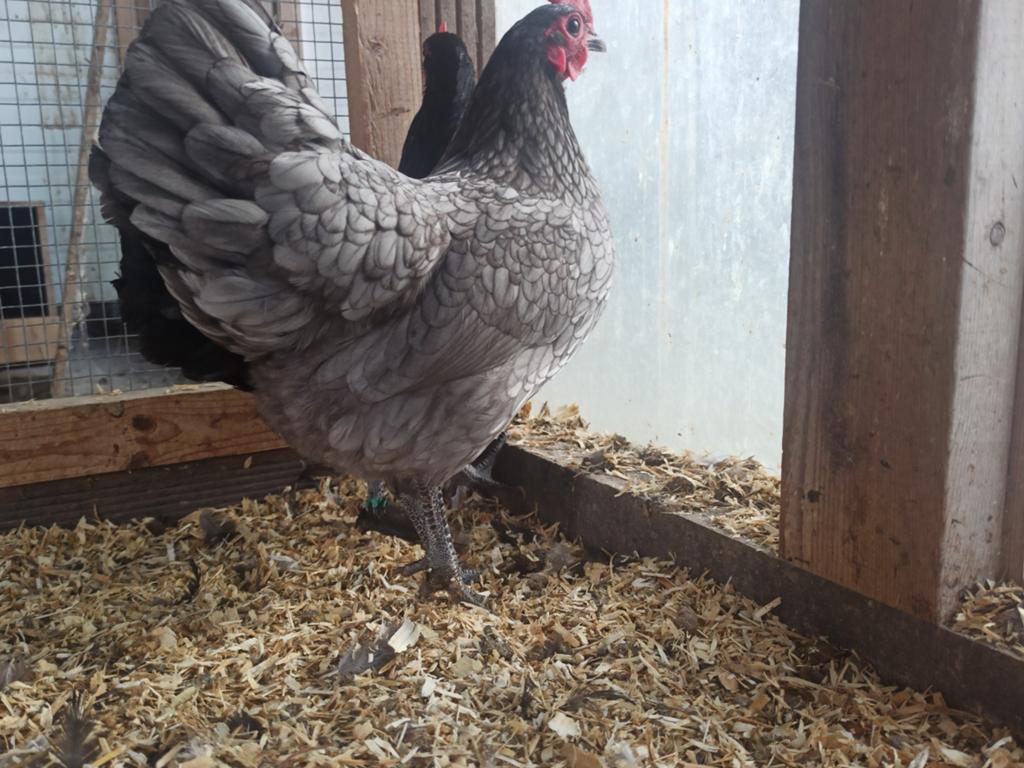 Australorp broedeieren en koppel hennen, Vrouwelijk, Kip