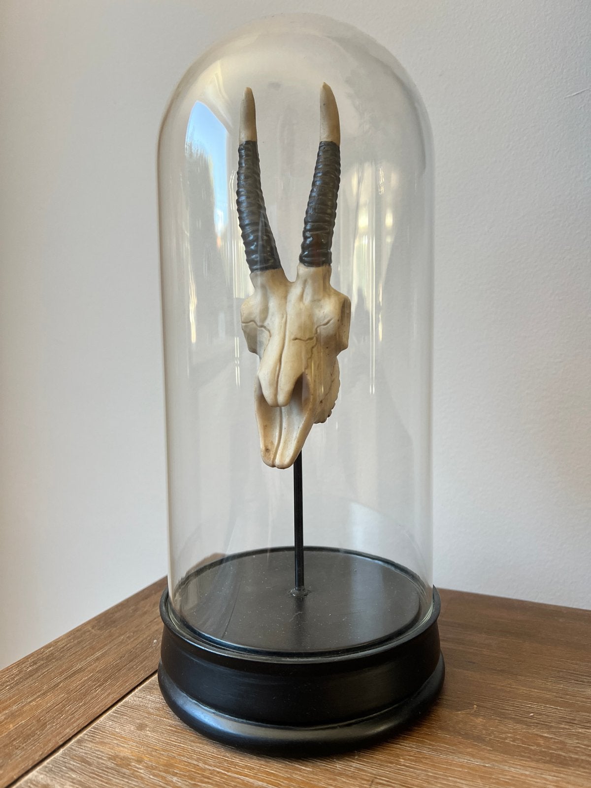 Schedel in glazen stolp - Curiosa, Overige materialen, Ophalen of Verzenden, Zo goed als nieuw, 11 cm