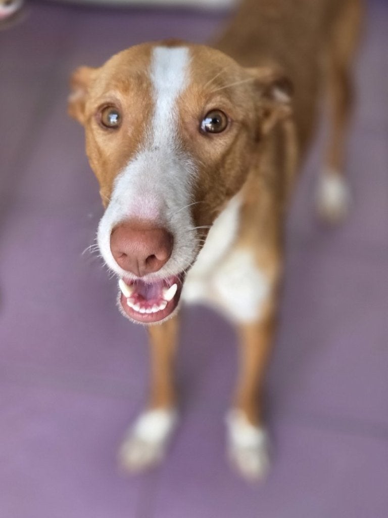ACE: Giulia is een bescheiden verlegen maar lief hondje!, Particulier, Overige rassen, 1 tot 2 jaar, Buitenland