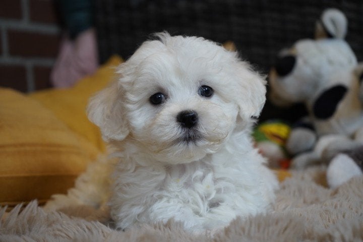 Mooie kruising maltezer pups., Dieren en Toebehoren, Honden | Chihuahua's en Gezelschapshonden, Nederland, Parvo, Overige rassen