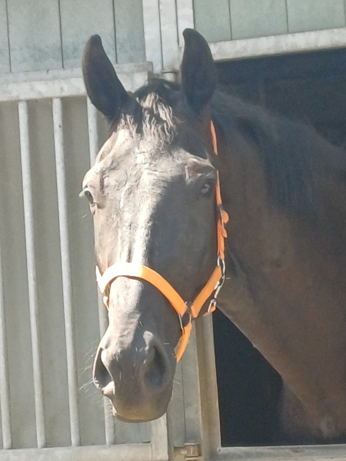 Super lieve  ruin  te koop, Dieren en Toebehoren, Paarden, 175 cm of meer, Ruin, Dressuurpaard, 3 tot 6 jaar