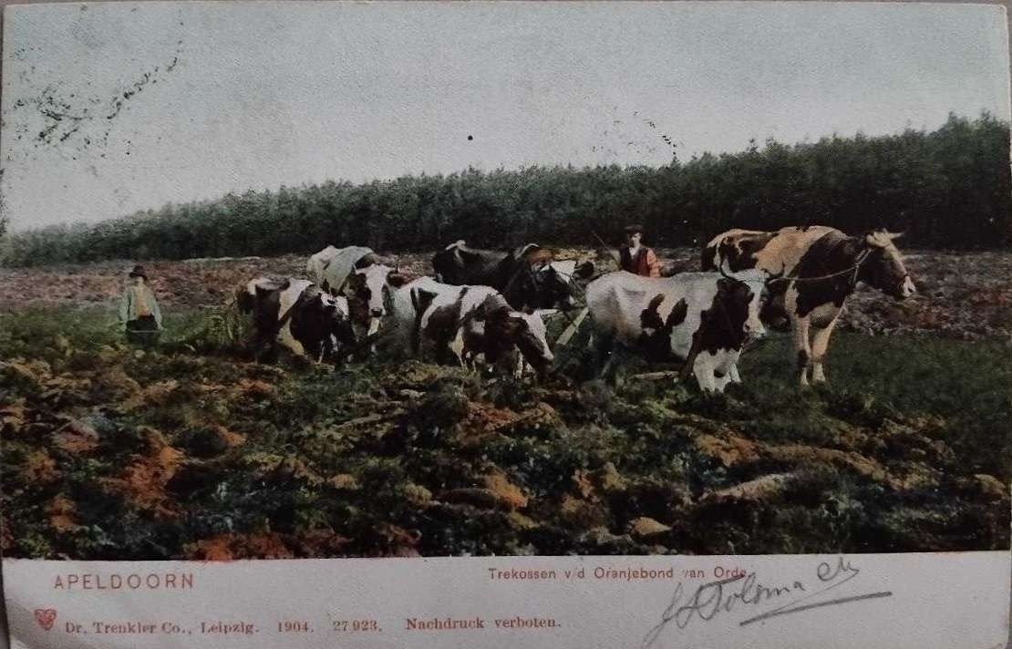 Apeldoorn (1904) - Stempel Harskamp, Verzenden, Voor 1920, Gelopen, Gelderland
