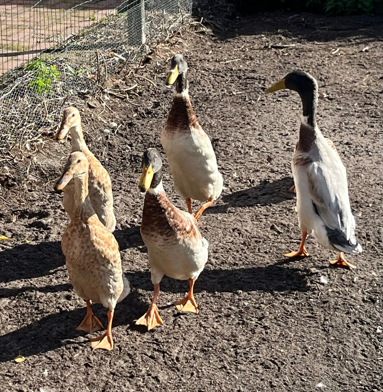 Indische loopeenden, Meerdere dieren, Eend