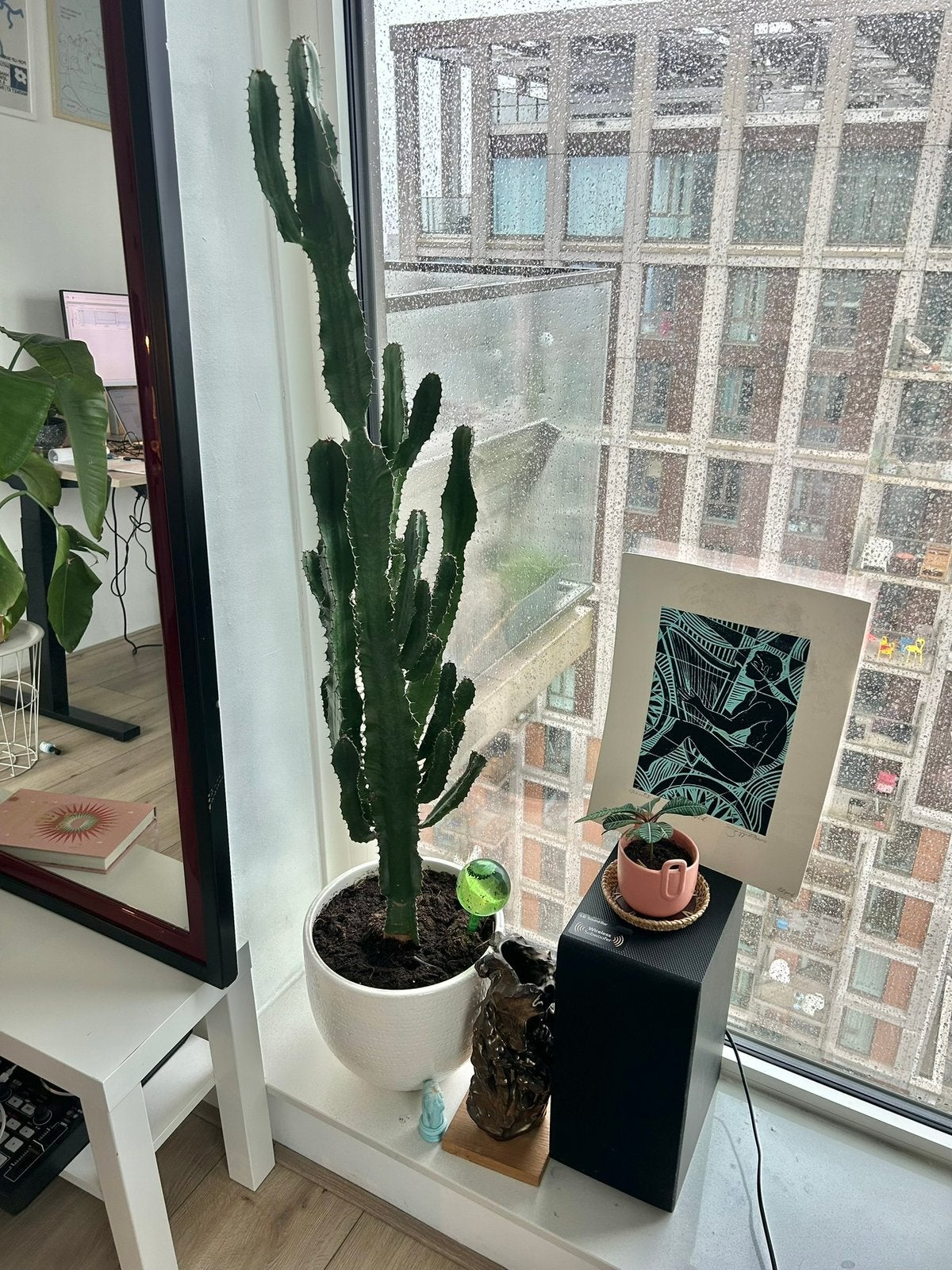 Cactus, Ophalen, Cactus, Volle zon, Minder dan 100 cm