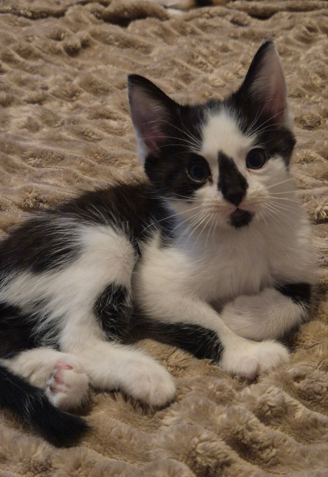 leuke aanhankelijke kittens, Dieren en Toebehoren, Meerdere dieren
