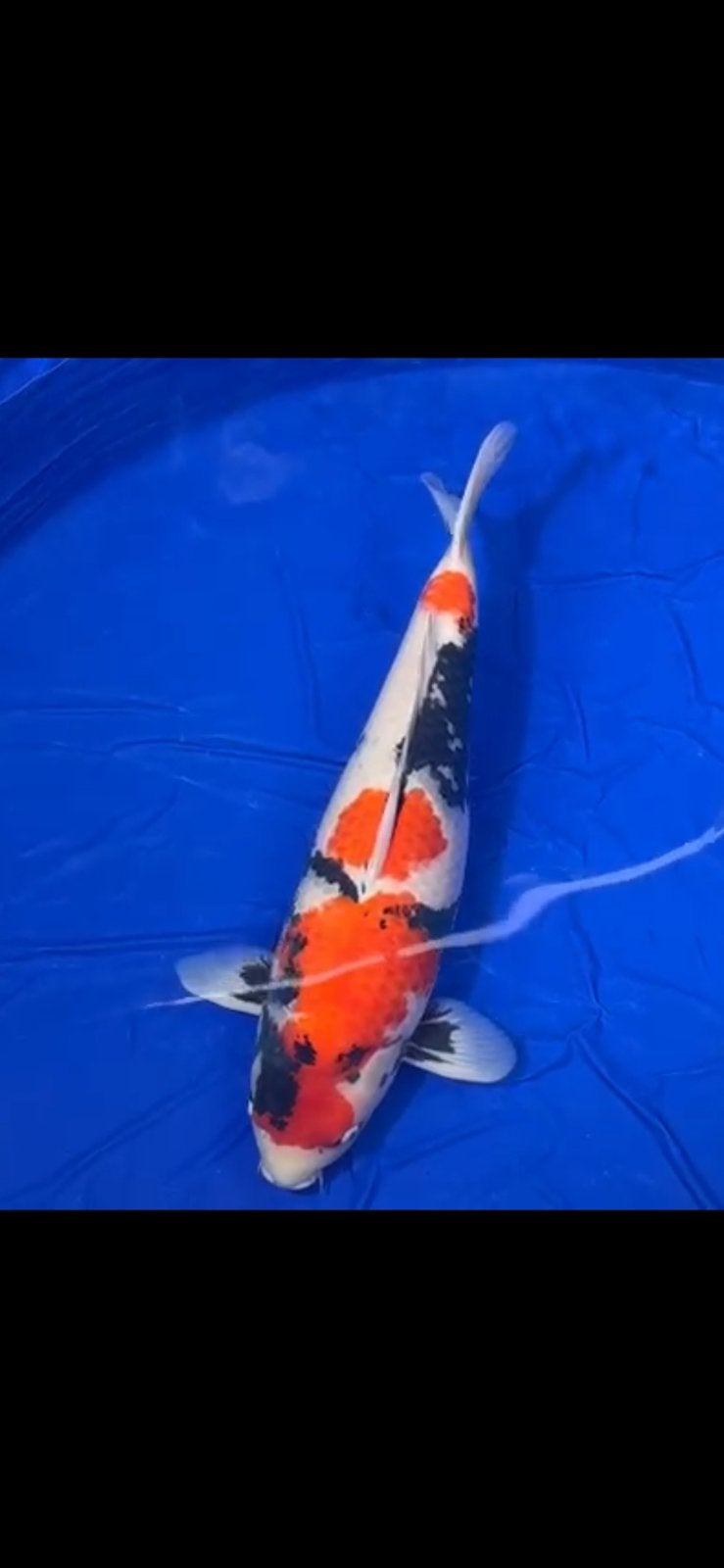 Showa 68 cm female, Karper of Koi