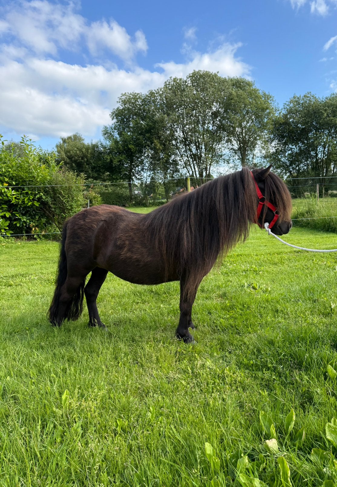 Schitterende lieve kinderpony shetlander stamboek merrie., Merrie, A pony (tot 1.17m), 0 tot 2 jaar