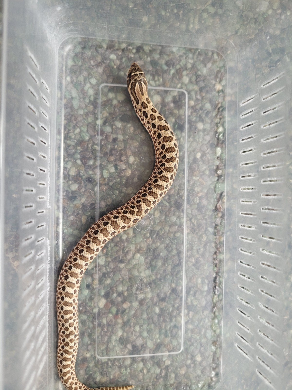 Heterodon Nasicus/haakneus slang Wildkleur vrouw, Dieren en Toebehoren, Slang, 0 tot 2 jaar