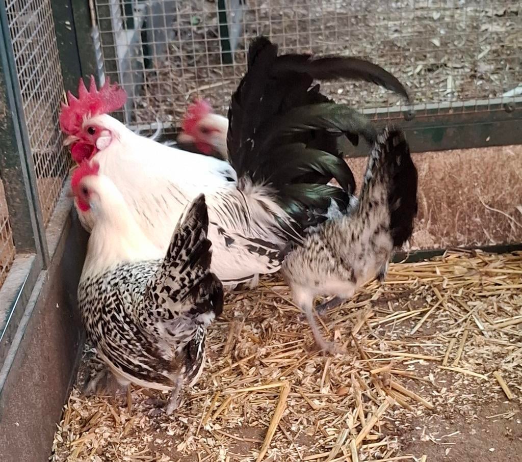 Trio Friese hoen kriel, Dieren en Toebehoren, Pluimvee, Meerdere dieren, Kip