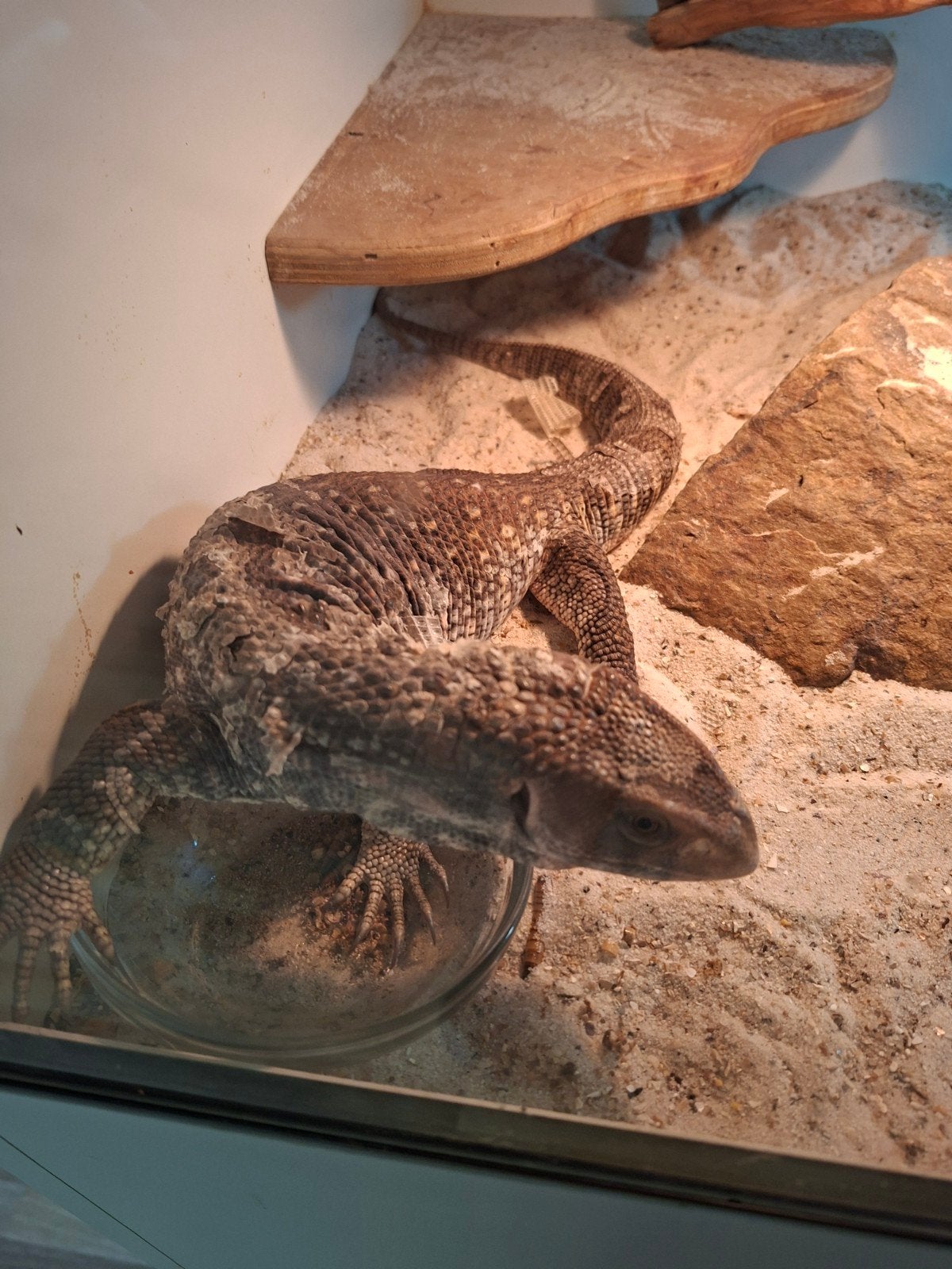 Mooie steppevaraan (Varanus exanthematicus), Slang, 0 tot 2 jaar