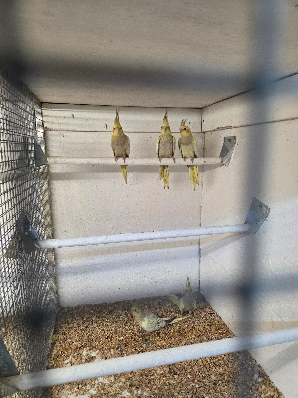 mooie jonge valkparkieten, Meerdere dieren, Parkiet, Tam
