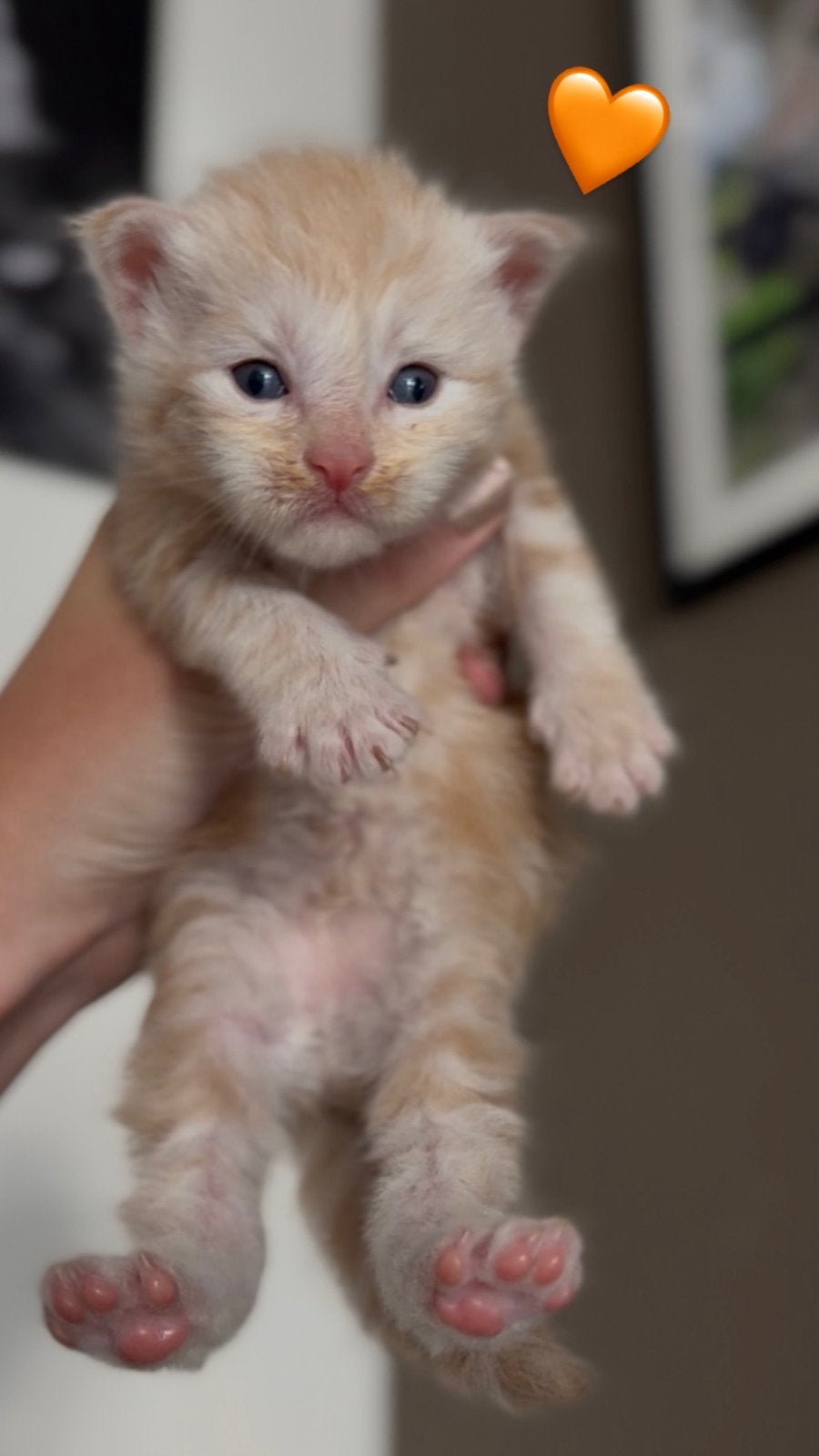 (polydactyl) Maine Coon kittens, Dieren en Toebehoren, Katten en Kittens | Raskatten | Langhaar, Meerdere dieren, Gechipt, 0 tot 2 jaar
