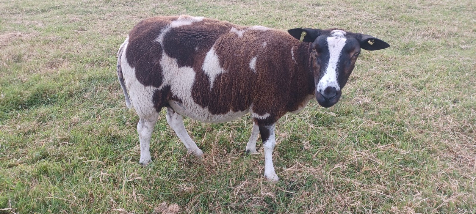 3 jarige bonte fokooi, Vrouwelijk, Schaap, 3 tot 5 jaar