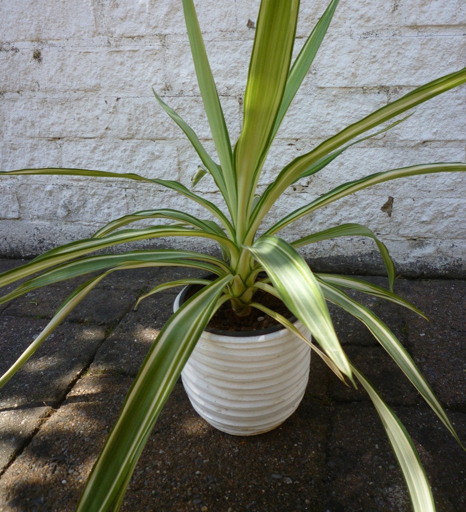 652 YUCCA GLORIOSA "VARIEGATA" bont gekleurde yucca, Volle zon, Vaste plant, Zomer, Ophalen