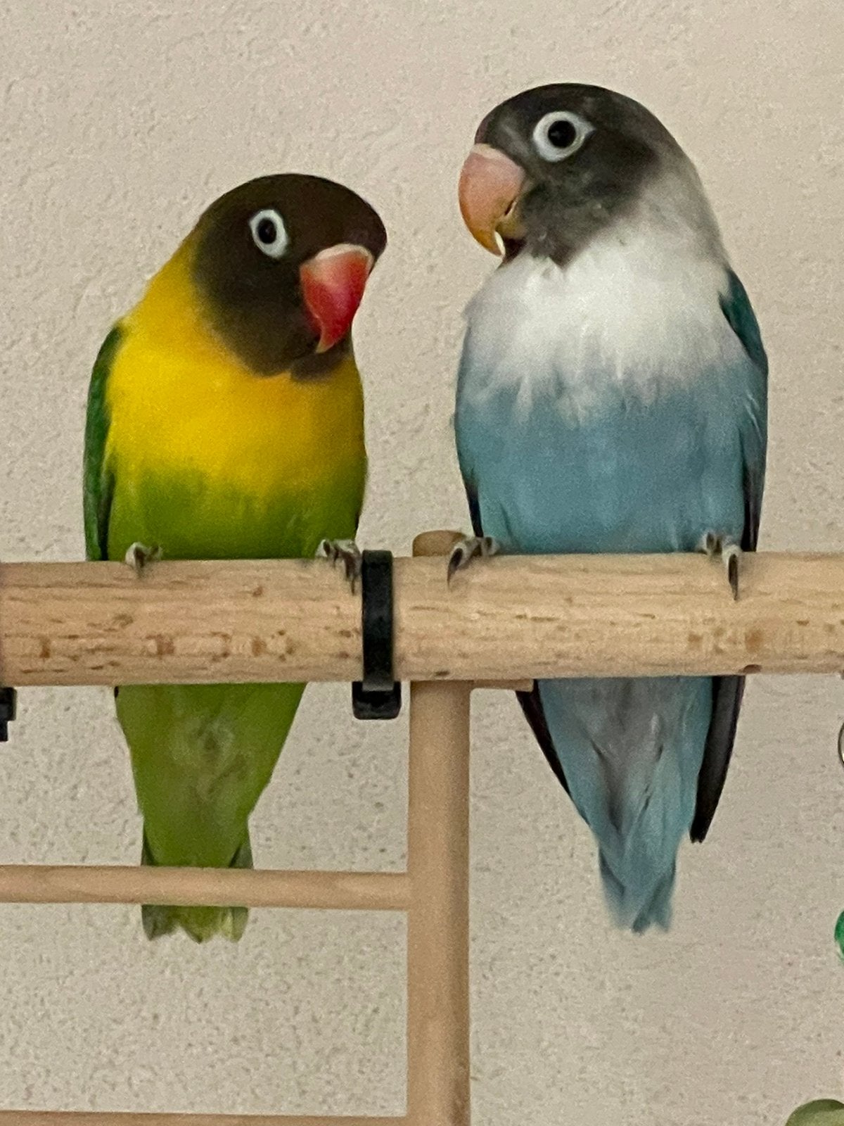 Prachtige Lieve Handtamme Agapornis Dwergpapegaai Lovebird, Meerdere dieren, Dwergpapegaai of Agapornis, Tam