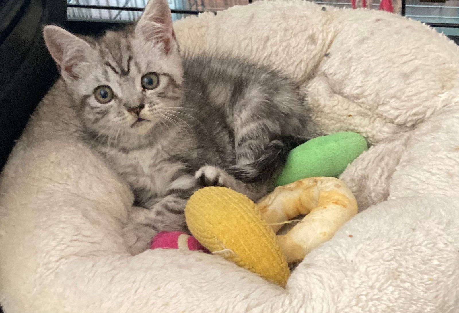 Prachtige Silver Tabby kittens😻 Mogen meteen mee!, Meerdere dieren, Ontwormd, 0 tot 2 jaar