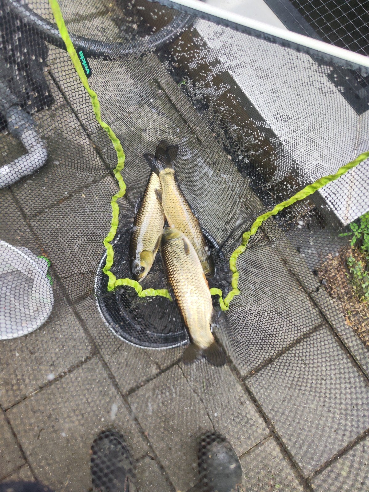 3 graskarpers vijvervissen, Dieren en Toebehoren, Karper of Koi