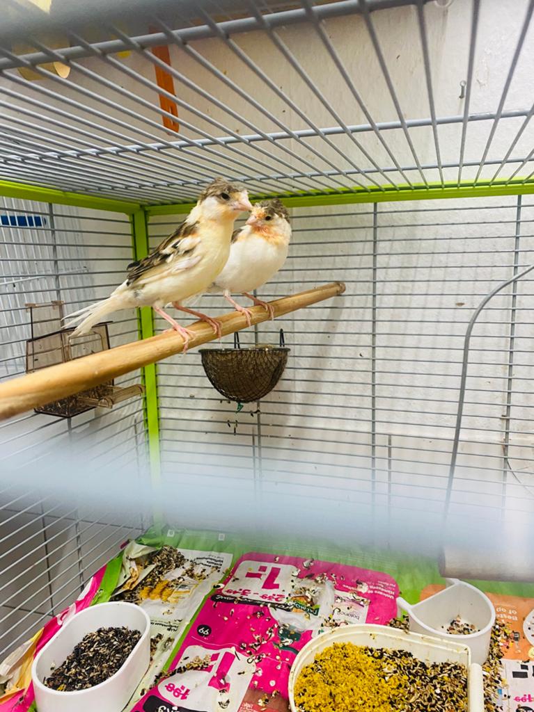 Kanaries, Dieren en Toebehoren, Meerdere dieren, Kleurkanarie