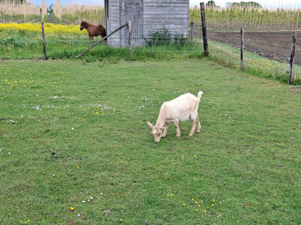 Mooie tamme , schimmel en camel  kleurige moedergeit met lam, Dieren en Toebehoren, Vrouwelijk, Geit