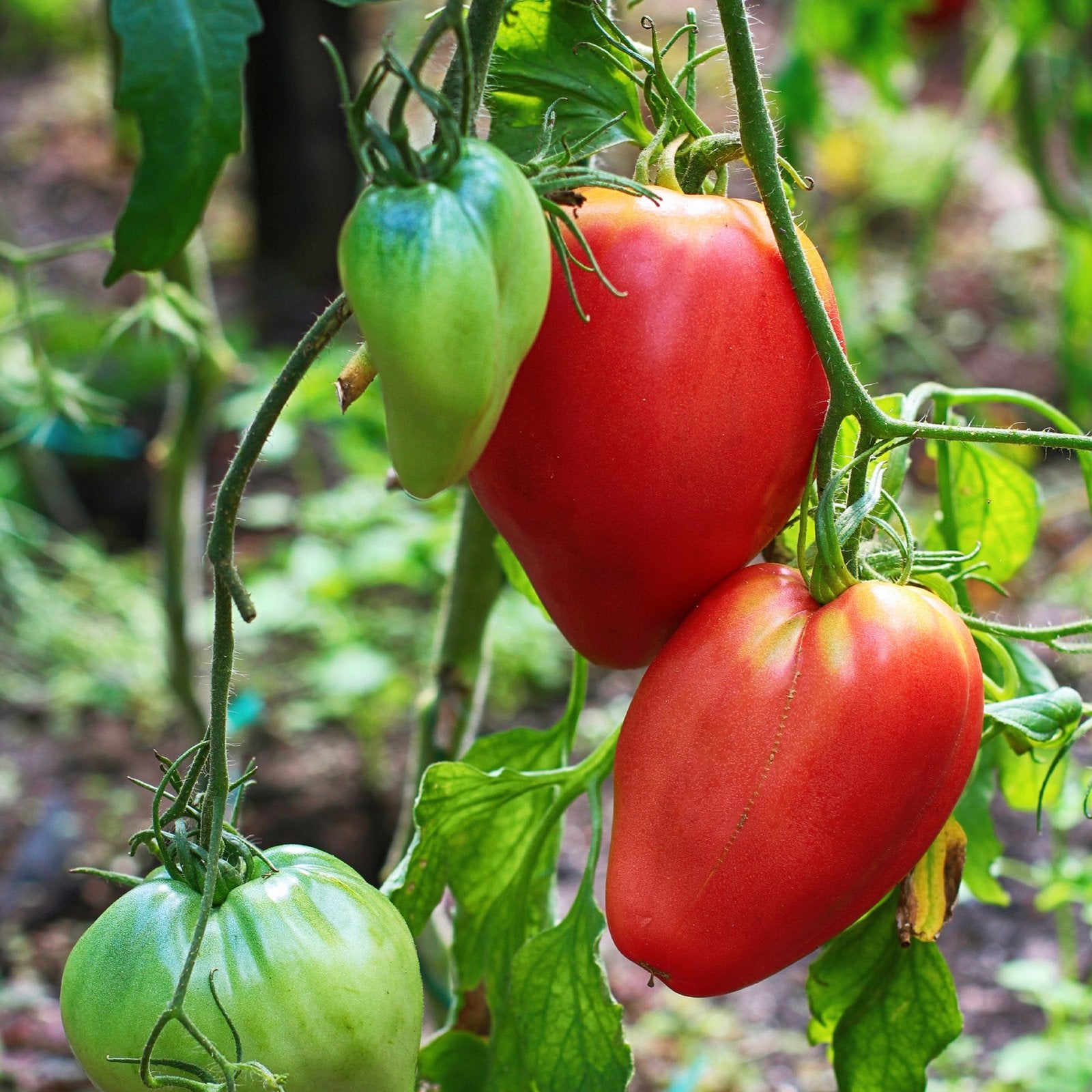 Coeur de Boeuf Tomatenplantjes - 15 cm, goed geworteld, Tuin en Terras, Ophalen, Volle zon, Groenteplanten, Eenjarig