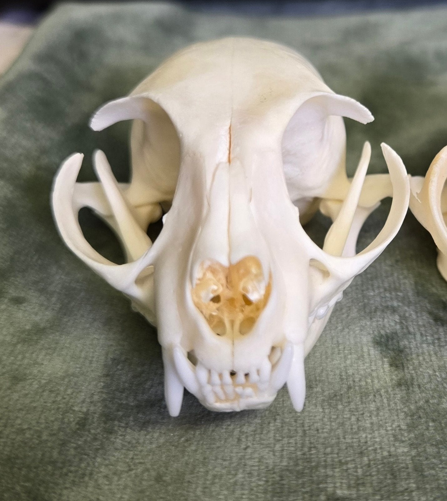 5 stuks schedel Poes/Kat Taxidermie Cat Skulls opgezette, Ophalen of Verzenden, Hond of Kat, Schedel