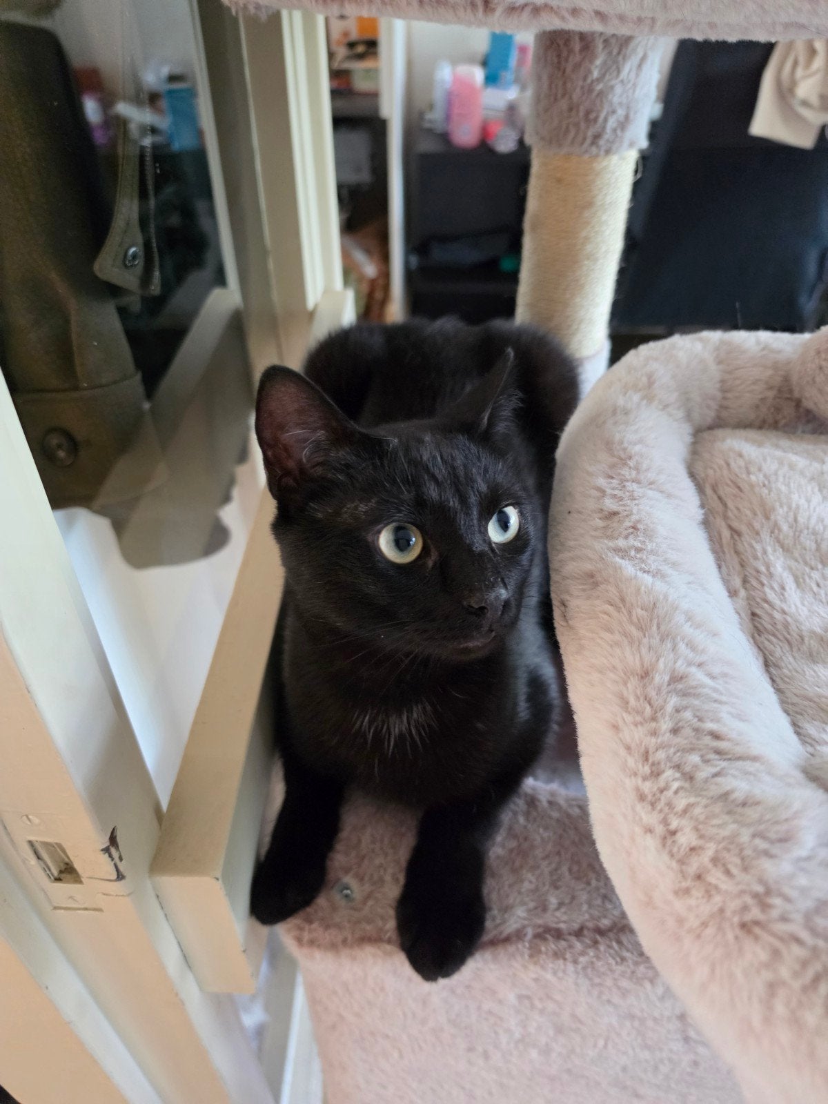 Lieve kater zoekt nieuw huisje, Kater, Kortharig, 0 tot 2 jaar