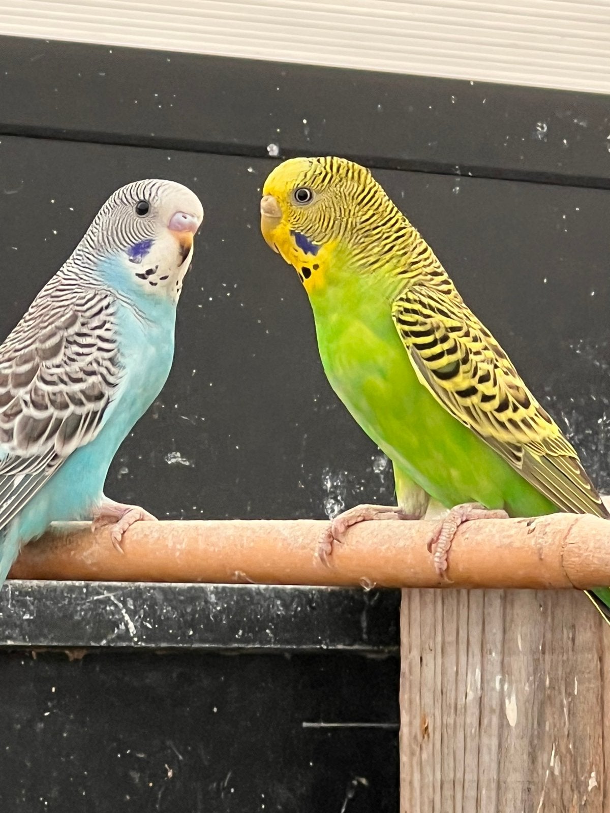 Jonge grasparkieten, Dieren en Toebehoren, Vogels | Parkieten en Papegaaien, Meerdere dieren, Parkiet