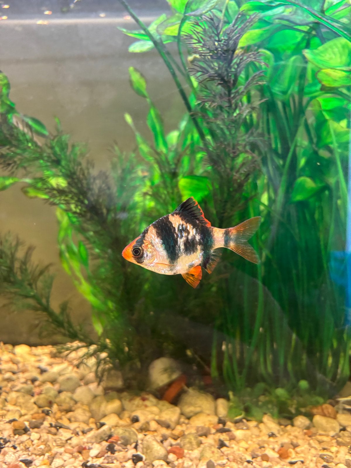 Sumatraan (Puntigrus tetrazona), Vis, Zoetwatervis, Schoolvis