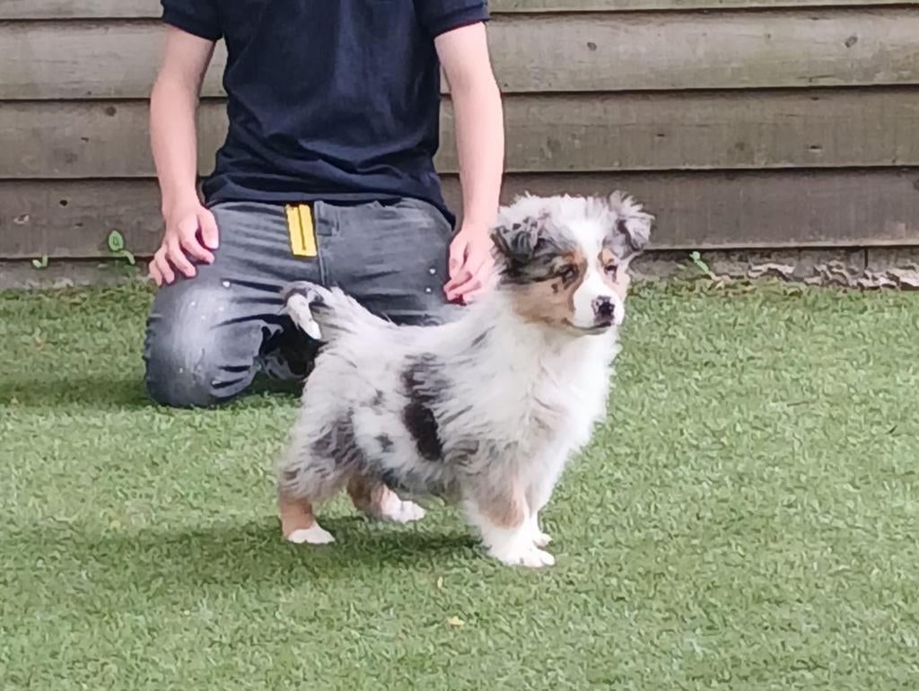 Te koop schitterend mini Austrailien Shepherd, Dieren en Toebehoren, Honden | Herdershonden en Veedrijvers, Eén hond, Nederland