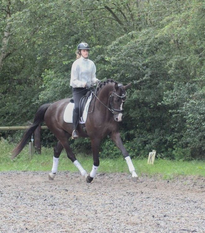 mooie brave 4 jarige ruin te koop!, Met stamboom, Ruin, Dressuurpaard, L