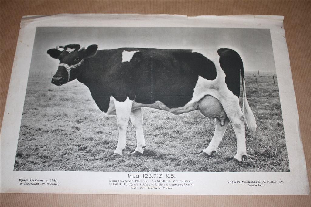 Oude prent - Kampioens koe - Inca - 1948 !!, Ophalen of Verzenden, Voor 1940, Gebruikt, Overige onderwerpen
