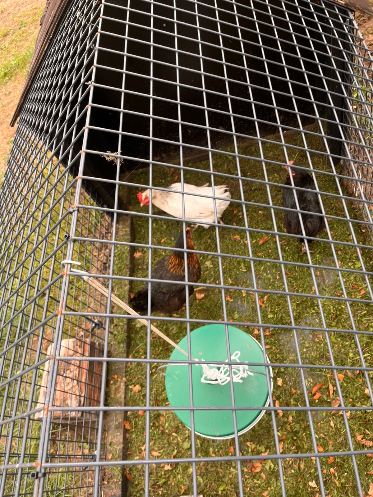 Kippen/kippenhok, Dieren en Toebehoren, Vrouwelijk, Kip