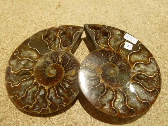 ammoniet (04), Verzamelen, Mineralen en Fossielen, Fossiel, Ophalen of Verzenden