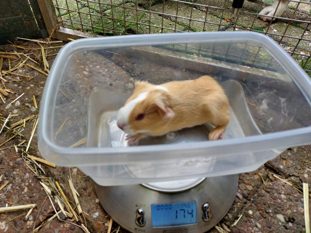 Cuy reuzencavia beeren mogen vanaf Juni verhuizen, Dieren en Toebehoren, Mei, Meerdere dieren, Cavia