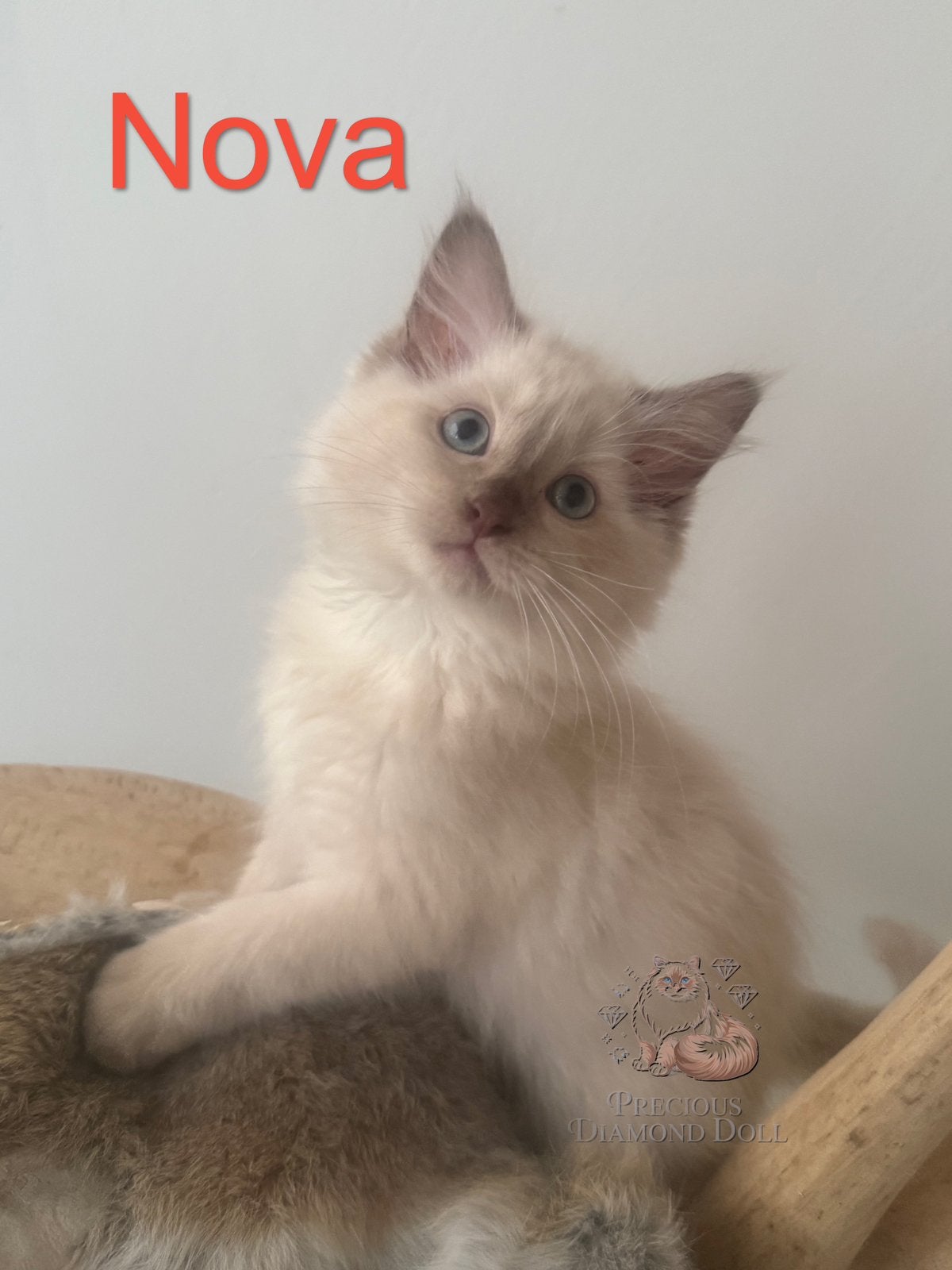 Ragdoll kittens met stamboom mogen vanaf morgen verhuizen!, Meerdere dieren, Met stamboom, 0 tot 2 jaar