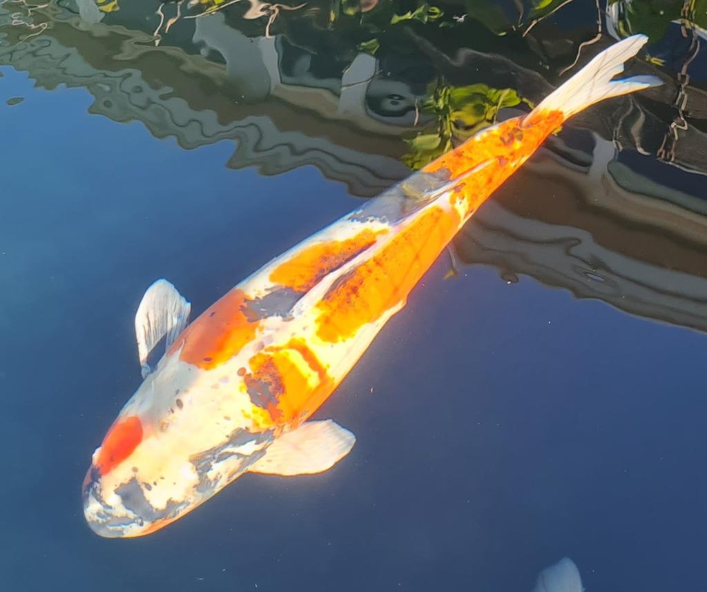 Japanse hq doitsu showa 50-55 cm, Dieren en Toebehoren, Karper of Koi