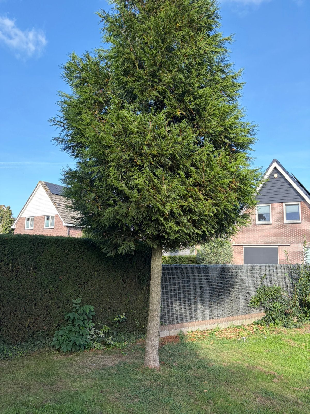 Conifeer op stam 200 cm omtrek 55/60 totaal 500/550, Ophalen, Bloeit niet, Halfschaduw, Zuilboom