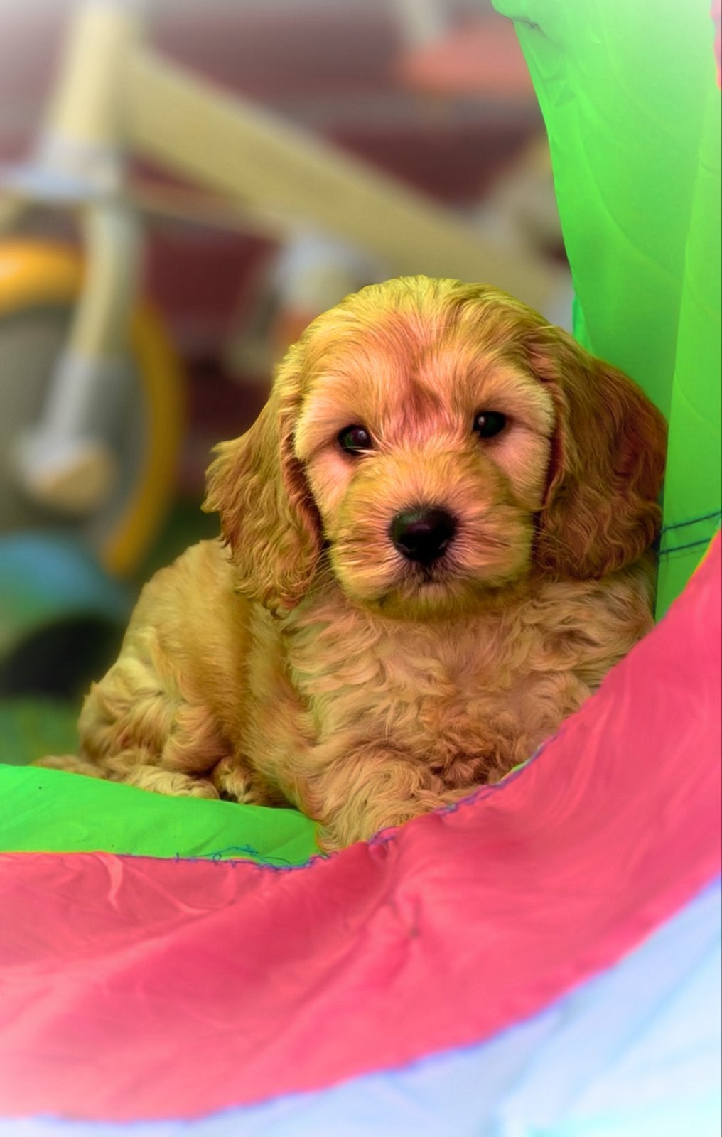 Cockapoo Puppy, male- Top Quality, 10 weeks old, Dieren en Toebehoren, Reu, CDV (hondenziekte), 8 tot 15 weken, Eén hond