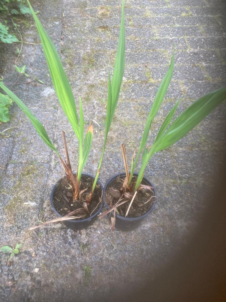 Crocosmia lucifer tuinplant hoog kleur rood, Ophalen of Verzenden, Overige soorten, Halfschaduw