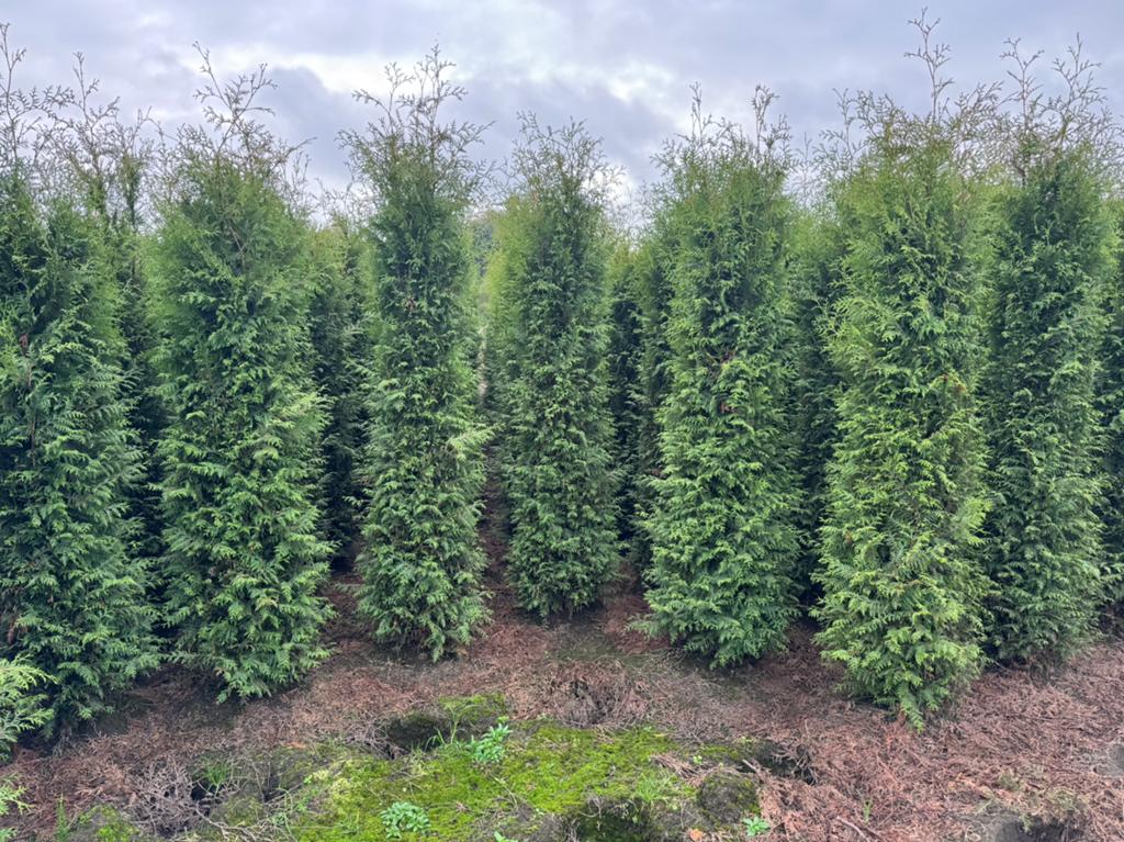 Thuja Occidentalis 'Brabant' Haagconifeer - extra scherp, Ophalen, Conifeer, Haag, 100 tot 250 cm