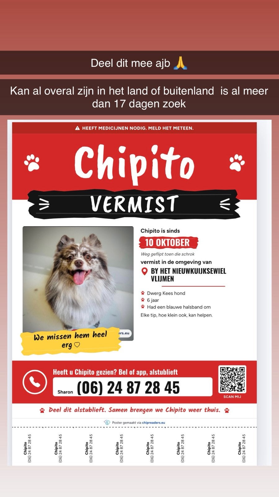 Vermist  17 dagen al  chapito vermist, Keeshond, Reu, Eén hond, CDV (hondenziekte)