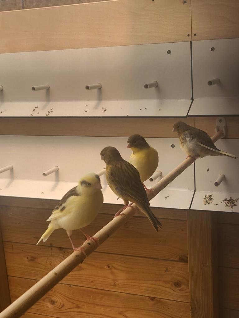 Kanaries  jonge, Dieren en Toebehoren, Vogels | Parkieten en Papegaaien, Meerdere dieren, Parkiet